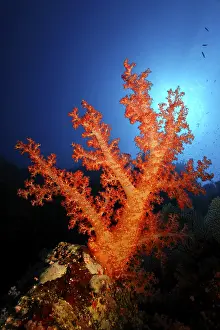 Large red Soft Coral (Dendronephthya sp)