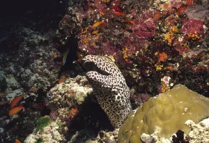 Large Reticulated Moray, Maldives