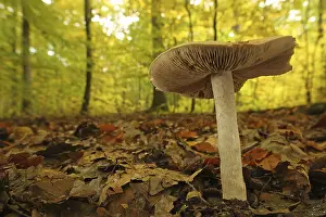 Large rettichfaelbling (Hebeloma sinapizans)