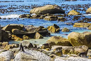 Large rocks and seaweed on the beach of Atlantic Ocean