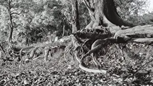 Large roots of a tree spreading around rocks in the forest in black and white