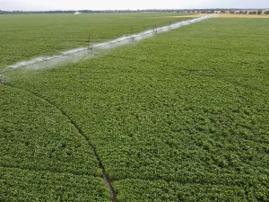 Large round field of soybeans with automatic watering