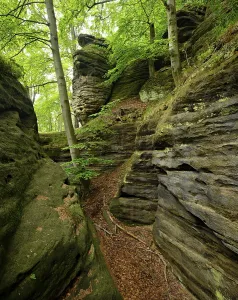 Large sandstone rocks in the beech forest