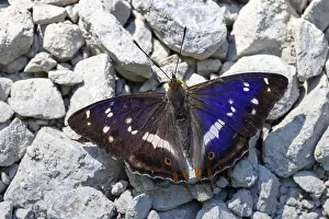 Large Schiller butterfly, Apatura iris