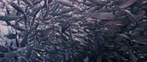 A large school of Yellowstripe Scad (Selaroides leptolepis)