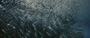 A large school of Yellowstripe Scad (Selaroides leptolepis)