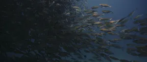 A large school of Yellowstripe Scad (Selaroides leptolepis)