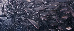 A large school of Yellowstripe Scad (Selaroides leptolepis)