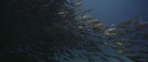 A large school of Yellowstripe Scad (Selaroides leptolepis)
