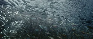 A large school of Yellowstripe Scad (Selaroides leptolepis)
