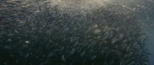 A large school of Yellowstripe Scad (Selaroides leptolepis)