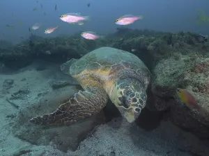 A large sea turtle, Loggerhead sea turtle (Caretta caretta)