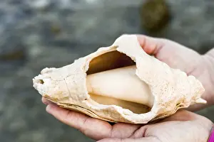 Large shell held in hands showing smooth