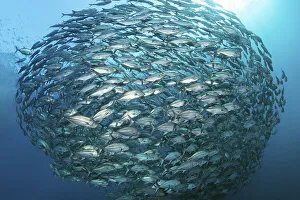 Large shoal of bigeye trevallies (Caranx sexfasciatus)