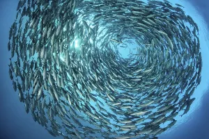 Large shoal of bigeye trevallies (Caranx sexfasciatus)