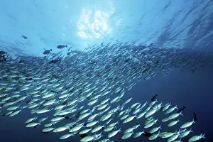 Category Coral Reefs DE Prints: Large shoal of multistriped fusiliers (Caesio varilineara)