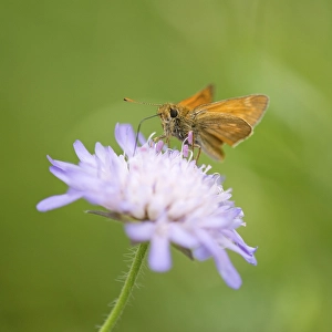 Large Skipper Butterfly (Ochlodes sylvanus)