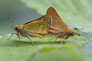 Large skipper (Ochlodes sylvanus)