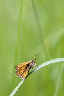 Large Skipper (Ochlodes venata)