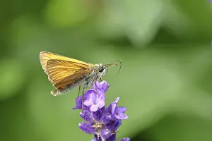 Large skipper (Ochlodes venatus)