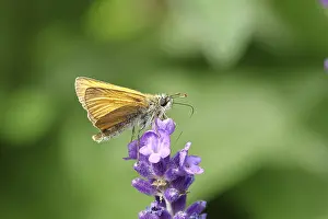 Large skipper (Ochlodes venatus)
