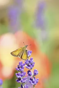 Large skipper (Ochlodes venatus)