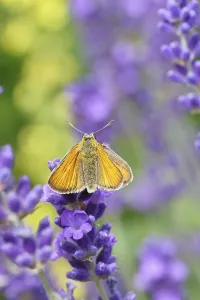 Large skipper (Ochlodes venatus)