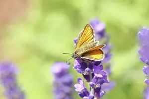 Large skipper (Ochlodes venatus)