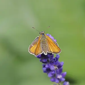 Large skipper (Ochlodes venatus)