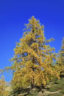 Large, solitary tree with golden autumn leaves