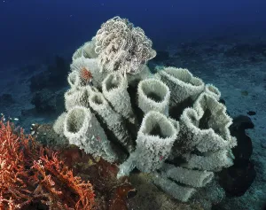 Category Wildlife DE Prints: Large spiny tube sponge (Callyspongia (Cladochalina) aerizusa) on the seabed