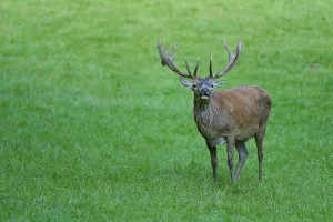 Large stag with magnificent antlers standing on a green meadow