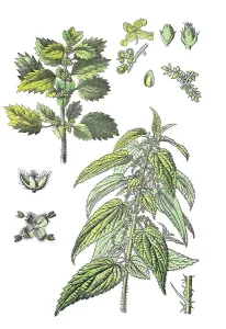 Large stinging nettle, Urtica dioica (bottom right)