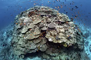 Large stone coral, tile fish (Antiinae)