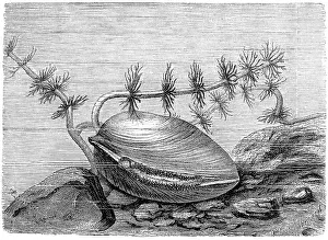 Large swan mussel (Anodonta cygnea)