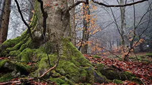 Large tree in autumn forest, covered with moss and surrounded by colorful leaves