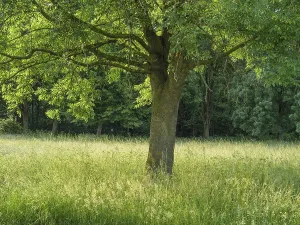 Large tree in the centre of a sunny meadow