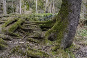 Large tree with extensive moss-covered roots in the forest
