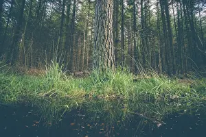 Large tree by a puddle in a dark forest