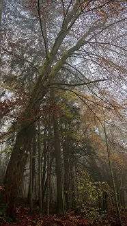 A large tree rises high in a foggy