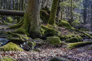 Large tree roots, mossy rocks and leaves on the forest floor