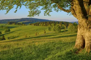 A large tree stands at the edge of a wide green meadow with rolling hills in the background