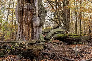 Large tree stump and fallen trees between colorful autumn leaves in the forest