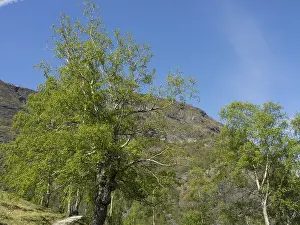 Large trees with dense green foliage against a backdrop of majestic mountains and a bright blue sky