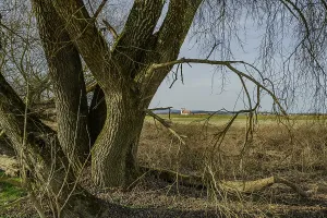 Large trees with a view of the wide landscape and fields