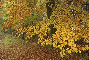 Large trees with yellow autumn leaves line a forest path