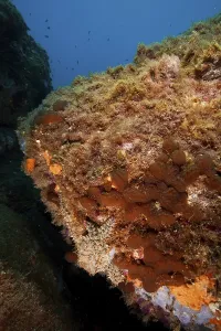 A large underwater rock formation with algae and clear water