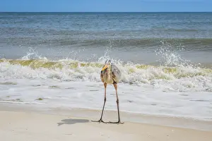 A large wading bird chilling around the coastline of Pensacola