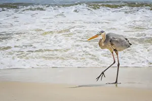 A large wading bird chilling around the coastline of Pensacola