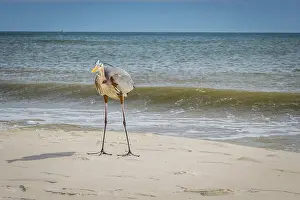 A large wading bird chilling around the coastline of Pensacola